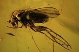 Detailed Fossil Beetle (Coleoptera) & Flies (Diptera) In Baltic Amber #102757-3